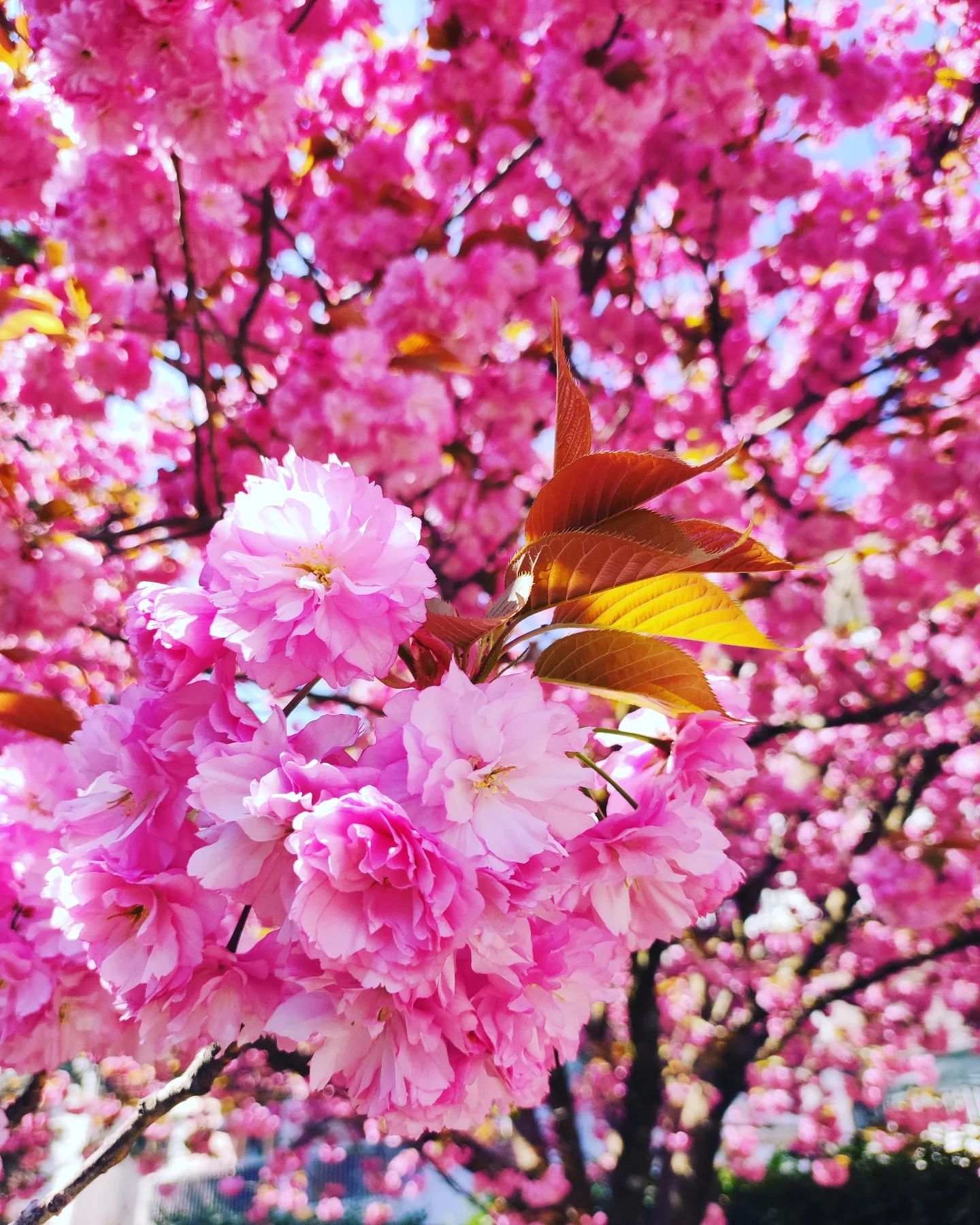 Instagram Image