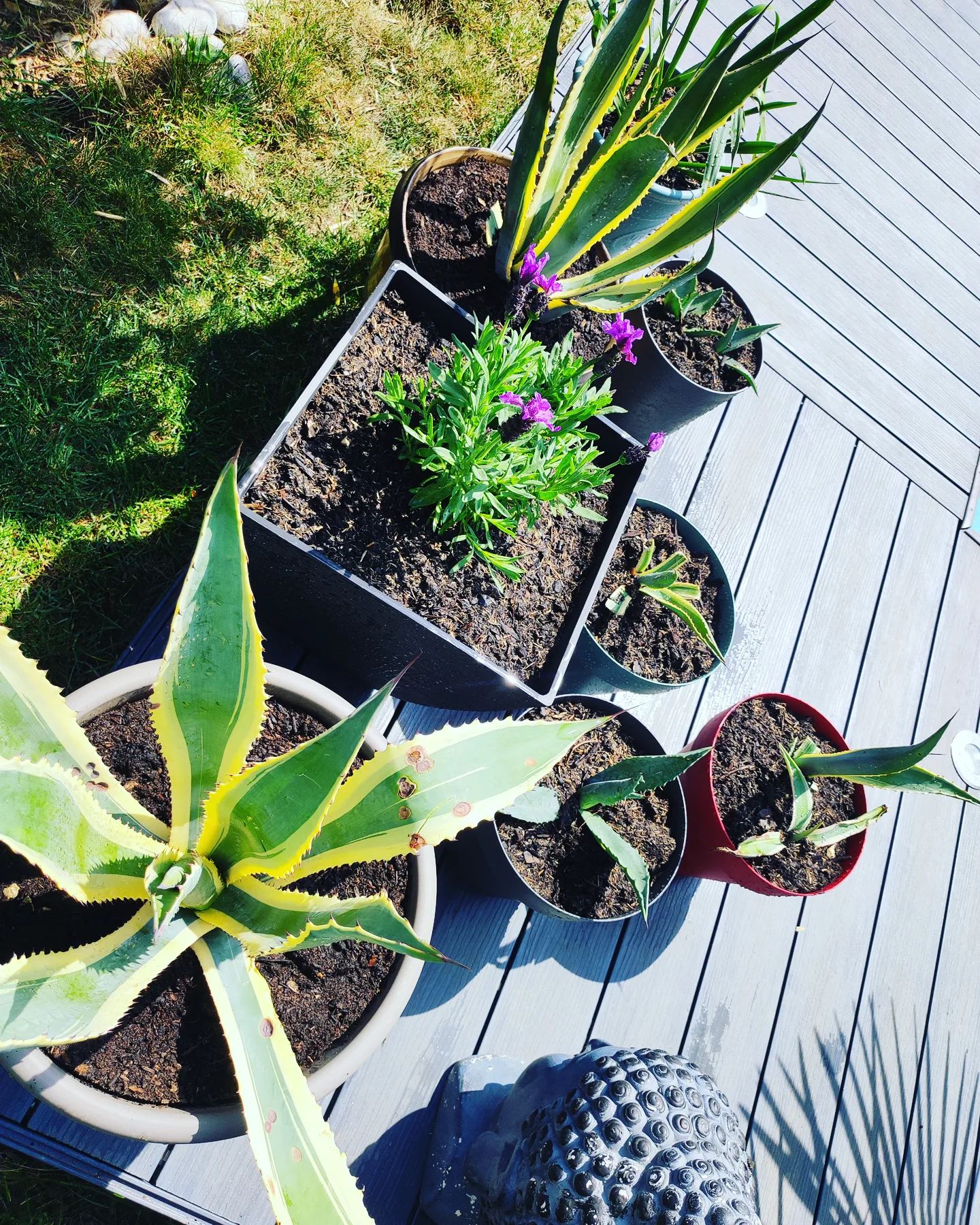 Instagram Image
