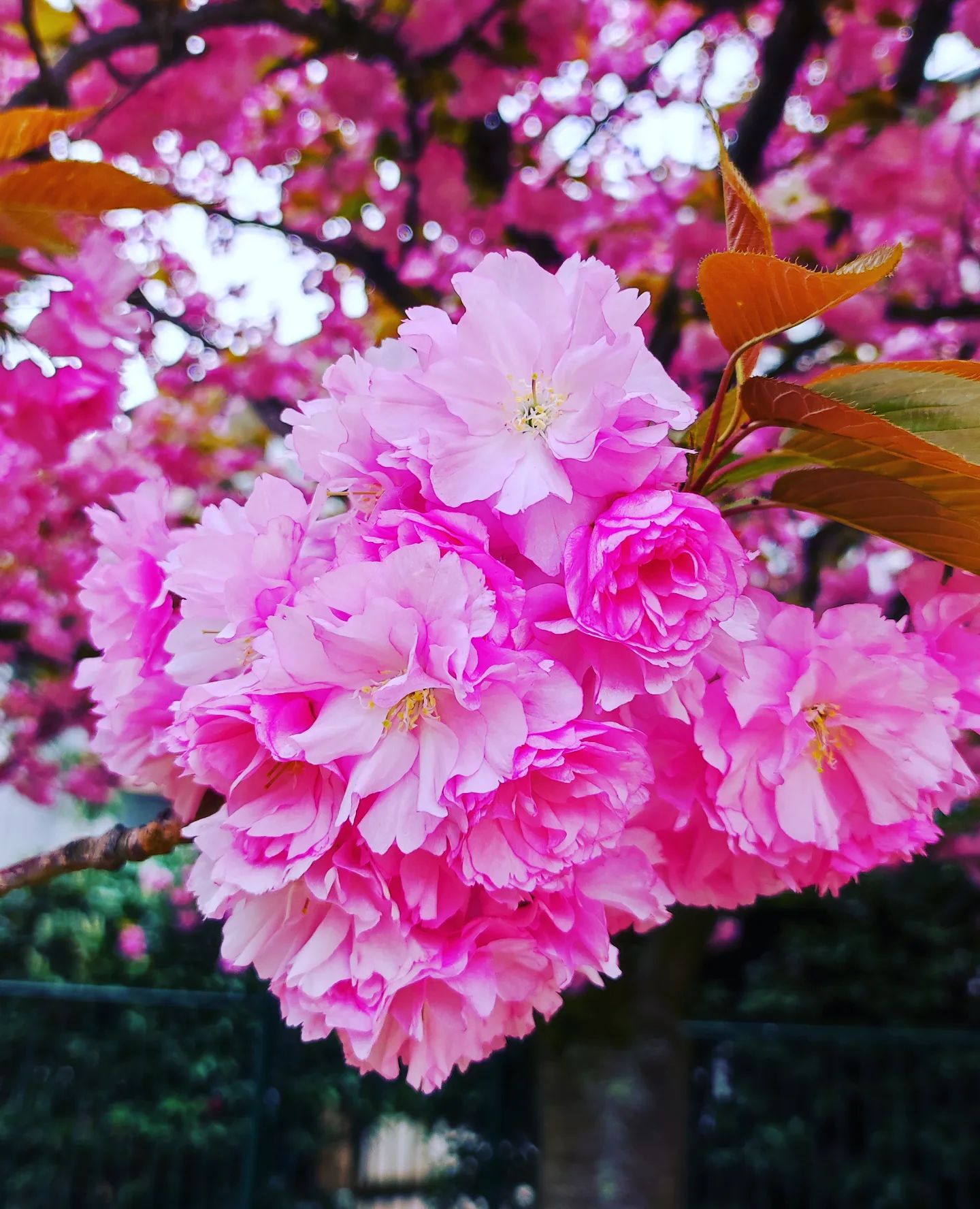 Instagram Image