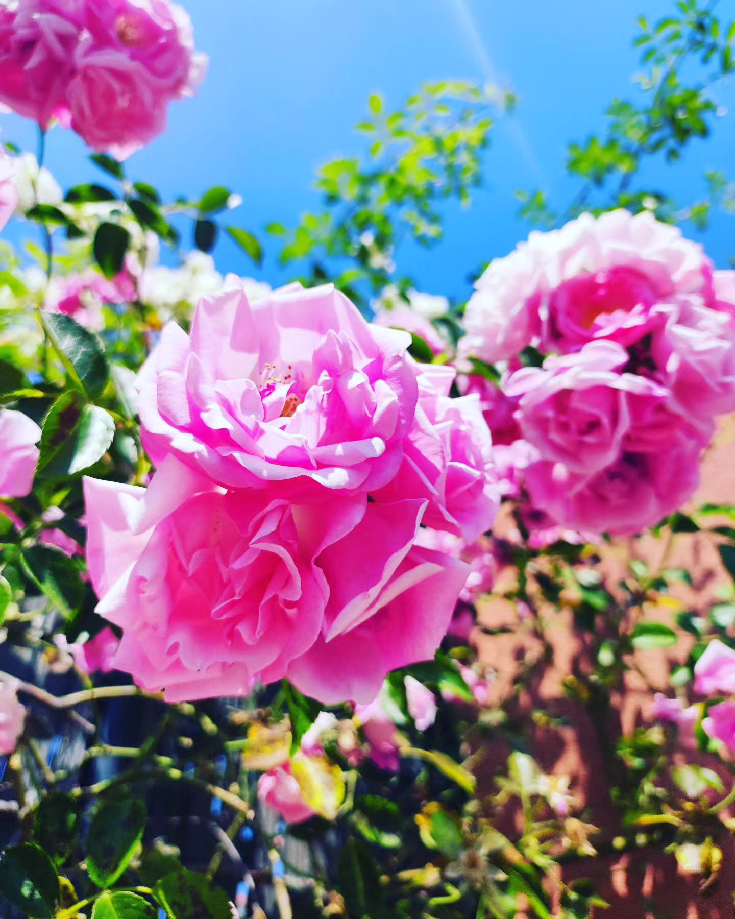 Instagram Image